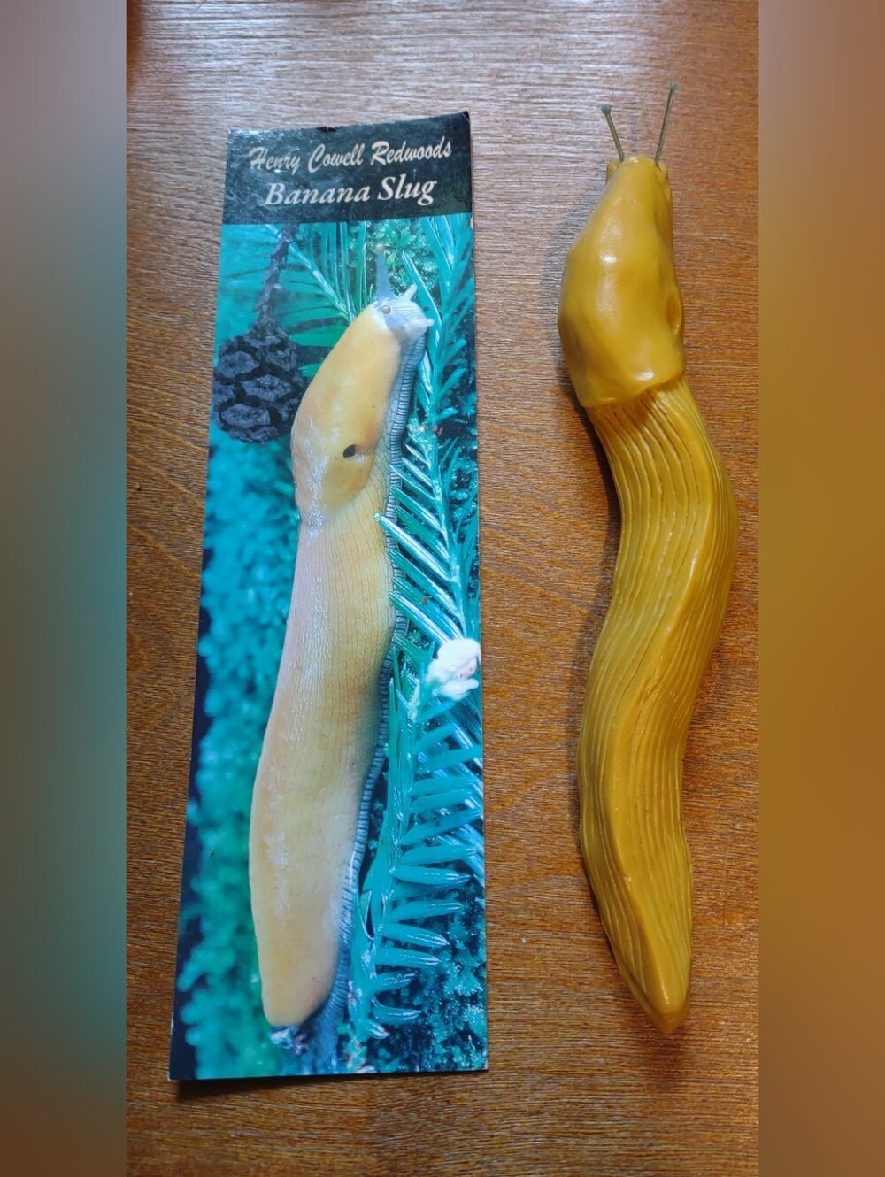 Honey Cowell Redwoods  3D Yellow Slug Refrigerator Magnet 6 1/4” length Vintage